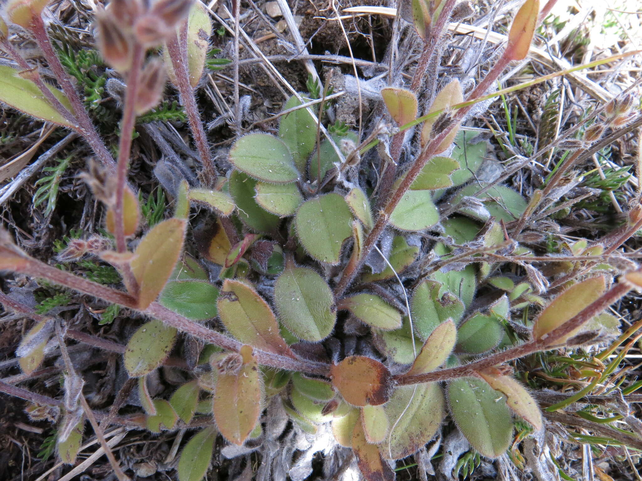 Image of Myosotis australis R. Br.