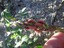 Image of Indigofera procumbens L.