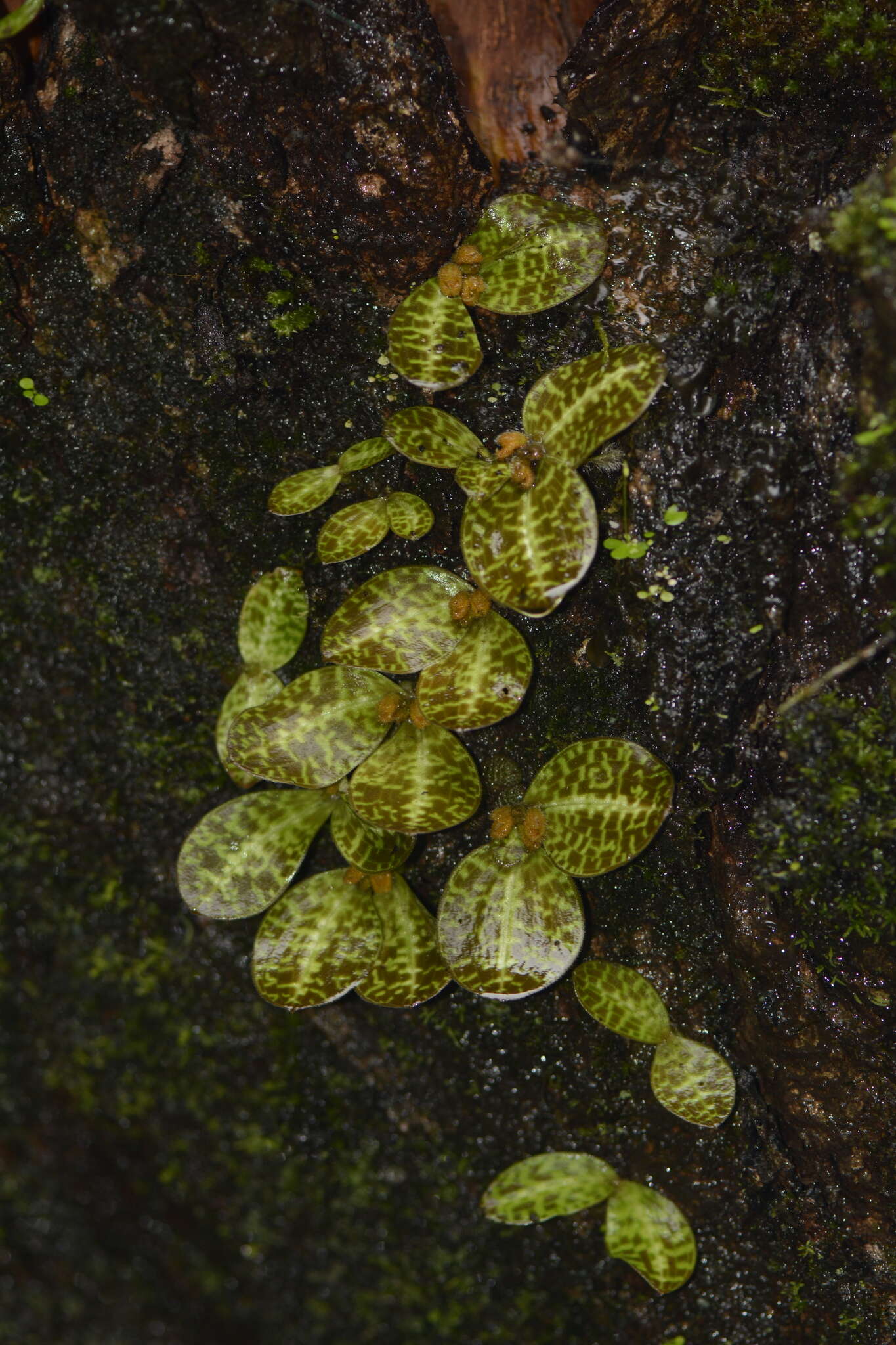 Image of Porpax jerdoniana (Wight) Rolfe