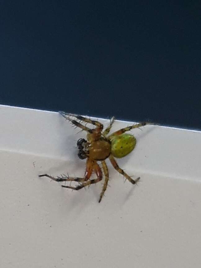 Image of Cucumber green spider