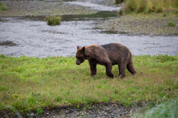 Sivun Ursus arctos sitkensis Merriam 1896 kuva