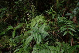 Image of Puerto Rico Water-Willow