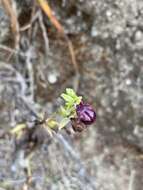 Image of Ophrys sphegodes subsp. gortynia H. Baumann & Künkele