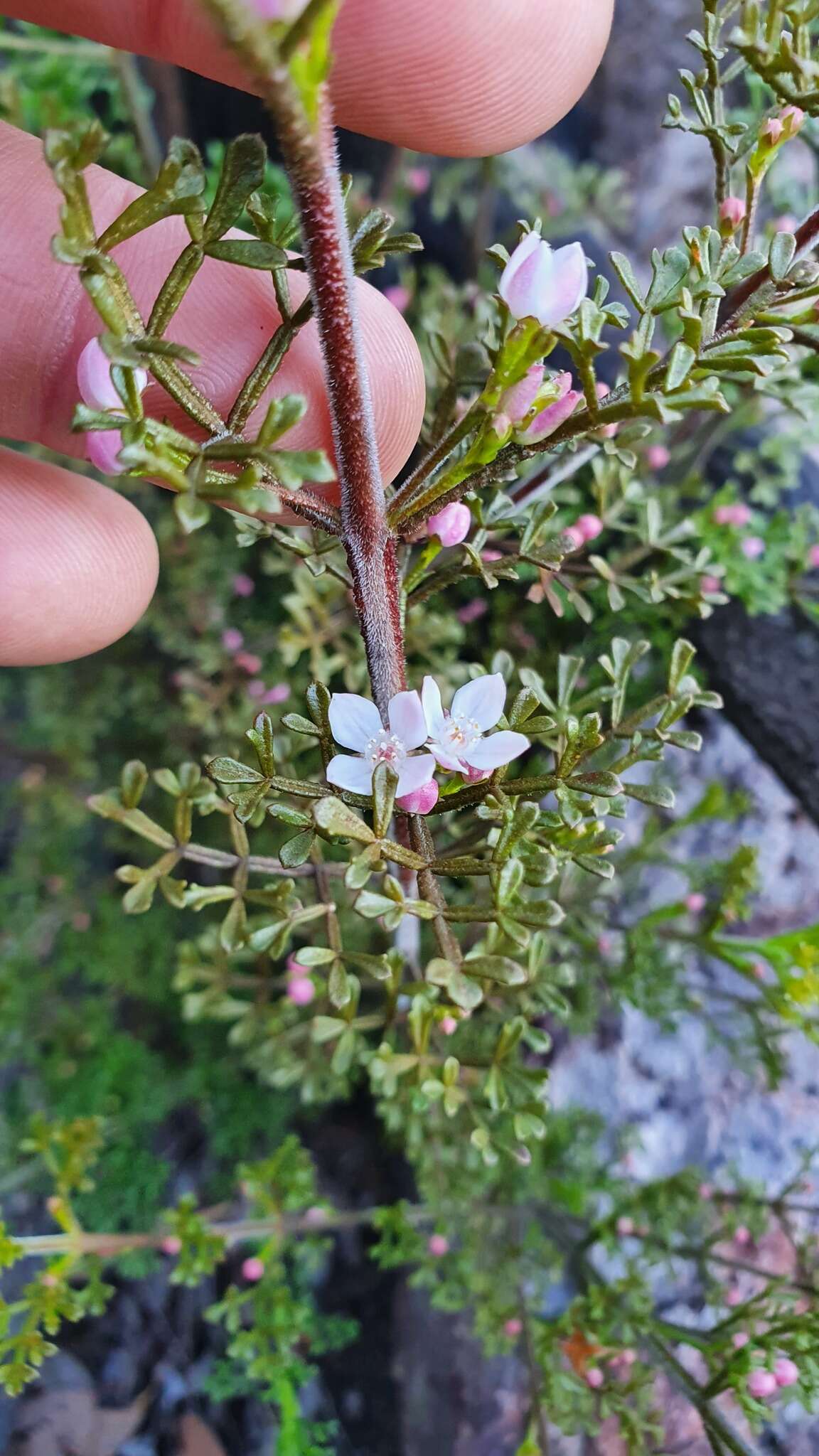 Image de Cyanothamnus anemonifolius subsp. variabilis