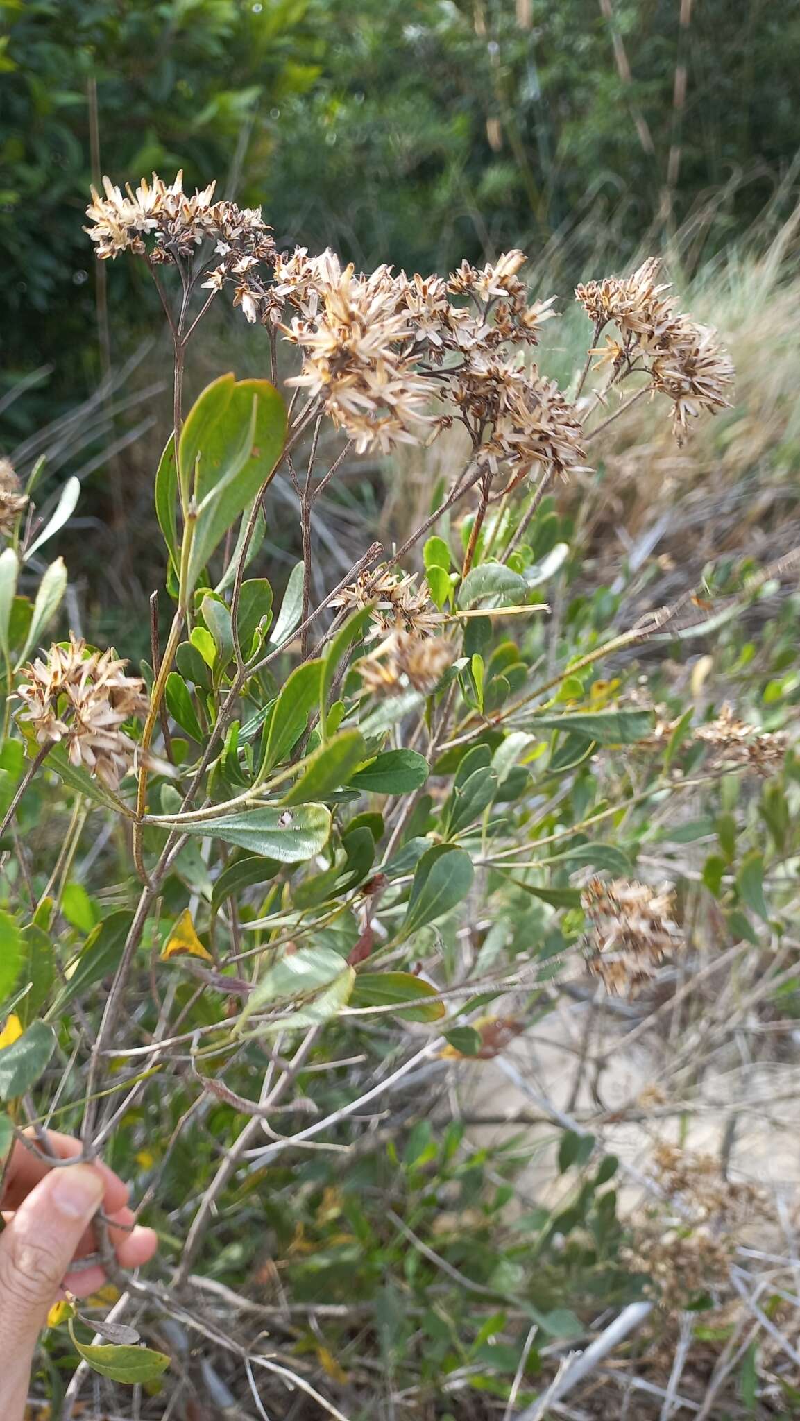 Image of Symphyopappus casarettoi B. L. Rob.