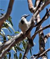 Image of Blue-faced Honeyeaters