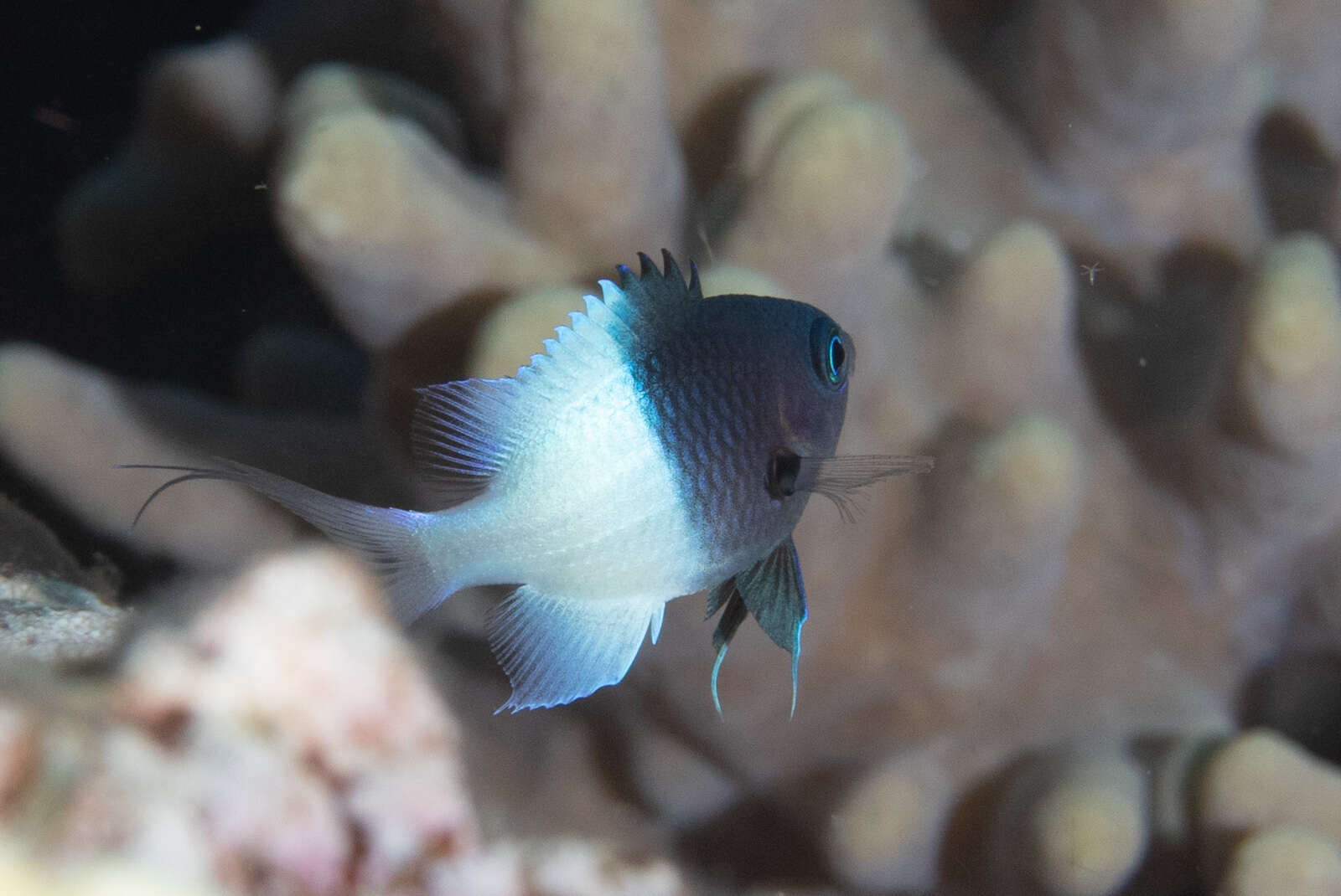 Plancia ëd Pycnochromis iomelas (Jordan & Seale 1906)