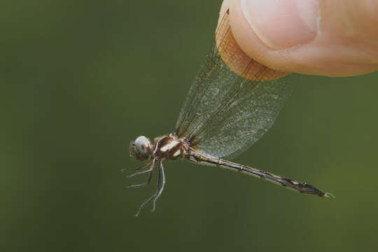 Image of Macrothemis imitans Karsch 1890