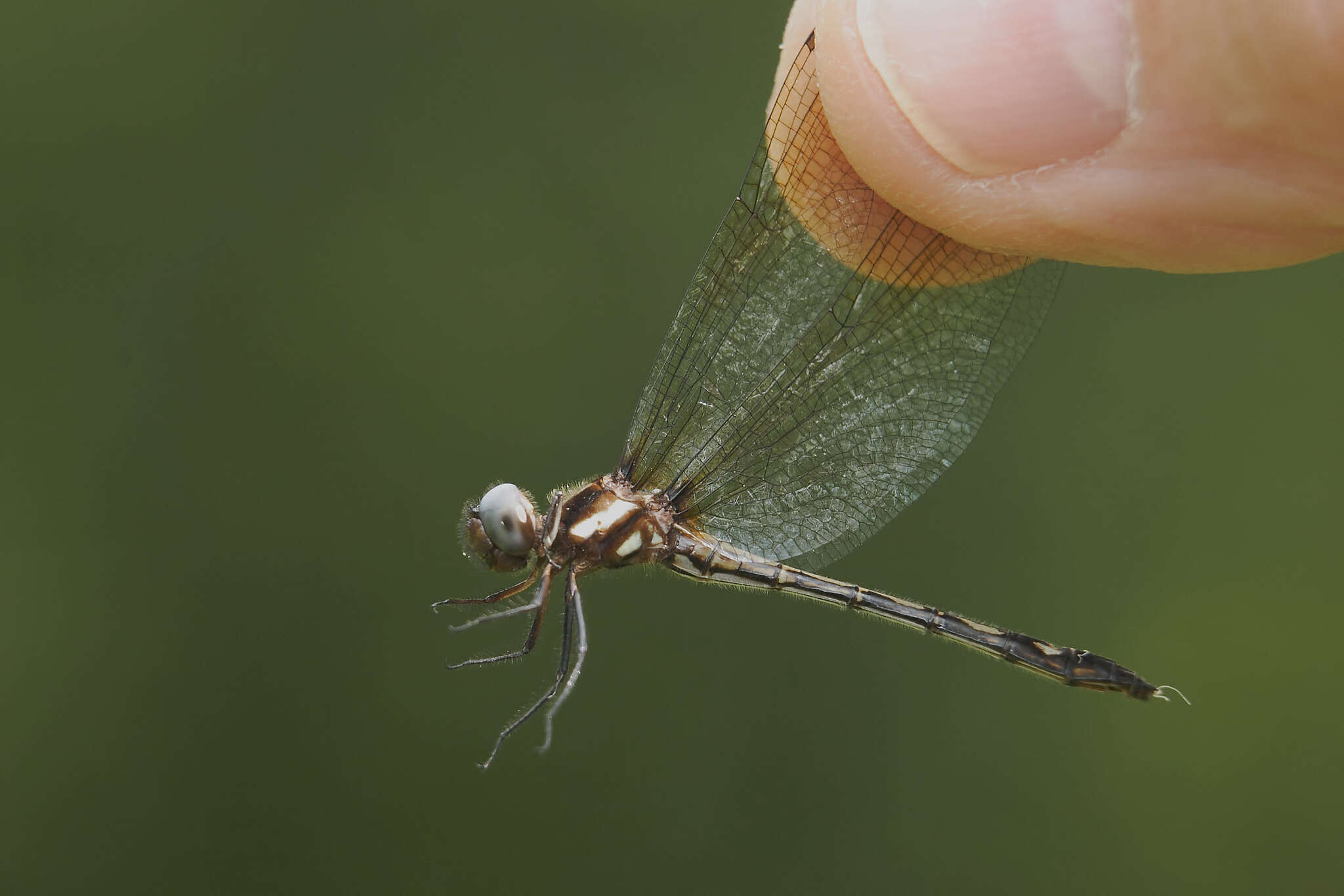 Image of Macrothemis imitans Karsch 1890