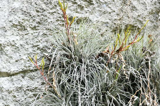 Слика од Tillandsia utriculata subsp. pringlei (S. Watson) C. S. Gardner