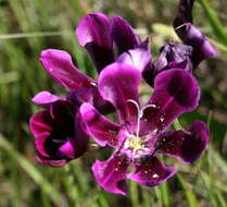 Image of Sparaxis grandiflora subsp. grandiflora