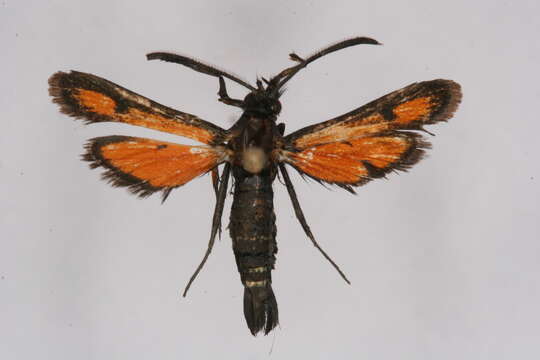 Image of <i>Carmenta aerosa</i>