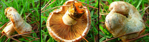 Image of Lactarius deliciosus (L.) Gray