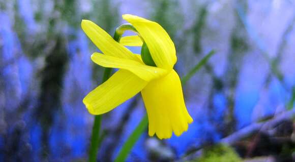 Narcissus cyclamineus DC. resmi