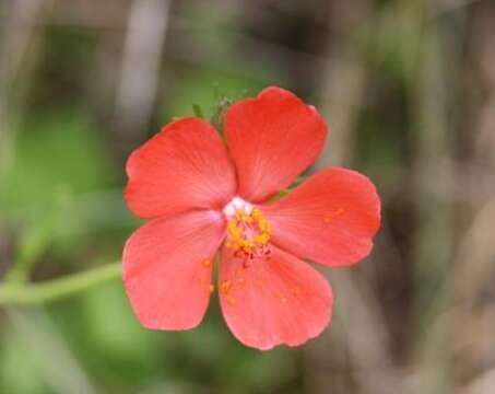 Imagem de Hibiscus barbosae Exell