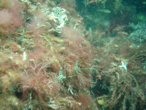 Image of Rockpool shrimp