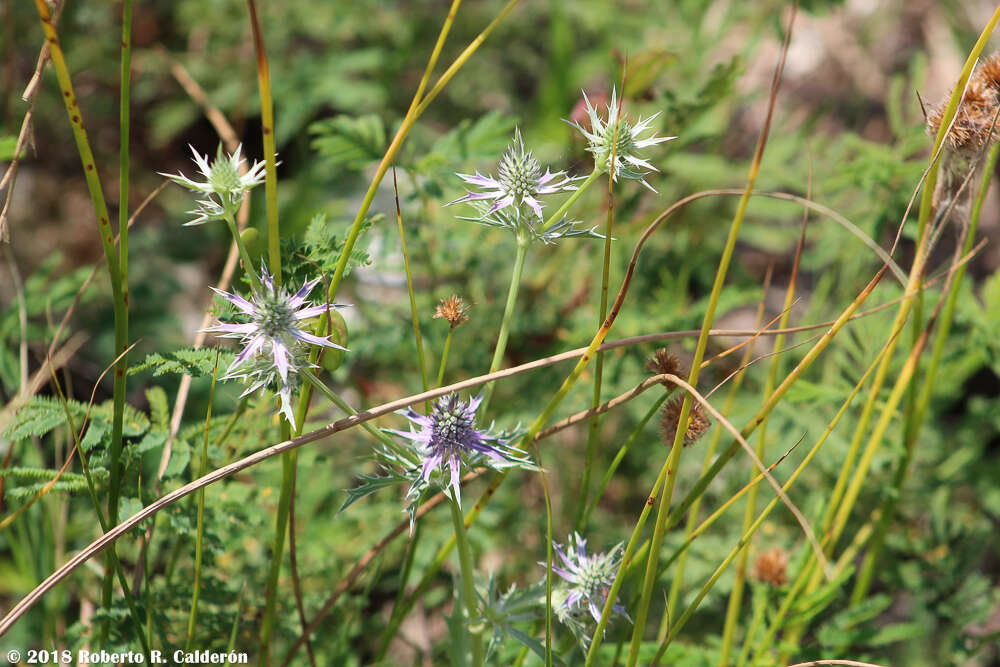 Image de Eryngium hookeri Walp.