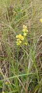 Image of Helichrysum longifolium DC.