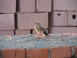 Image of Desert Wheatear