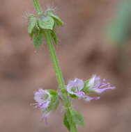 Imagem de Ocimum americanum var. americanum