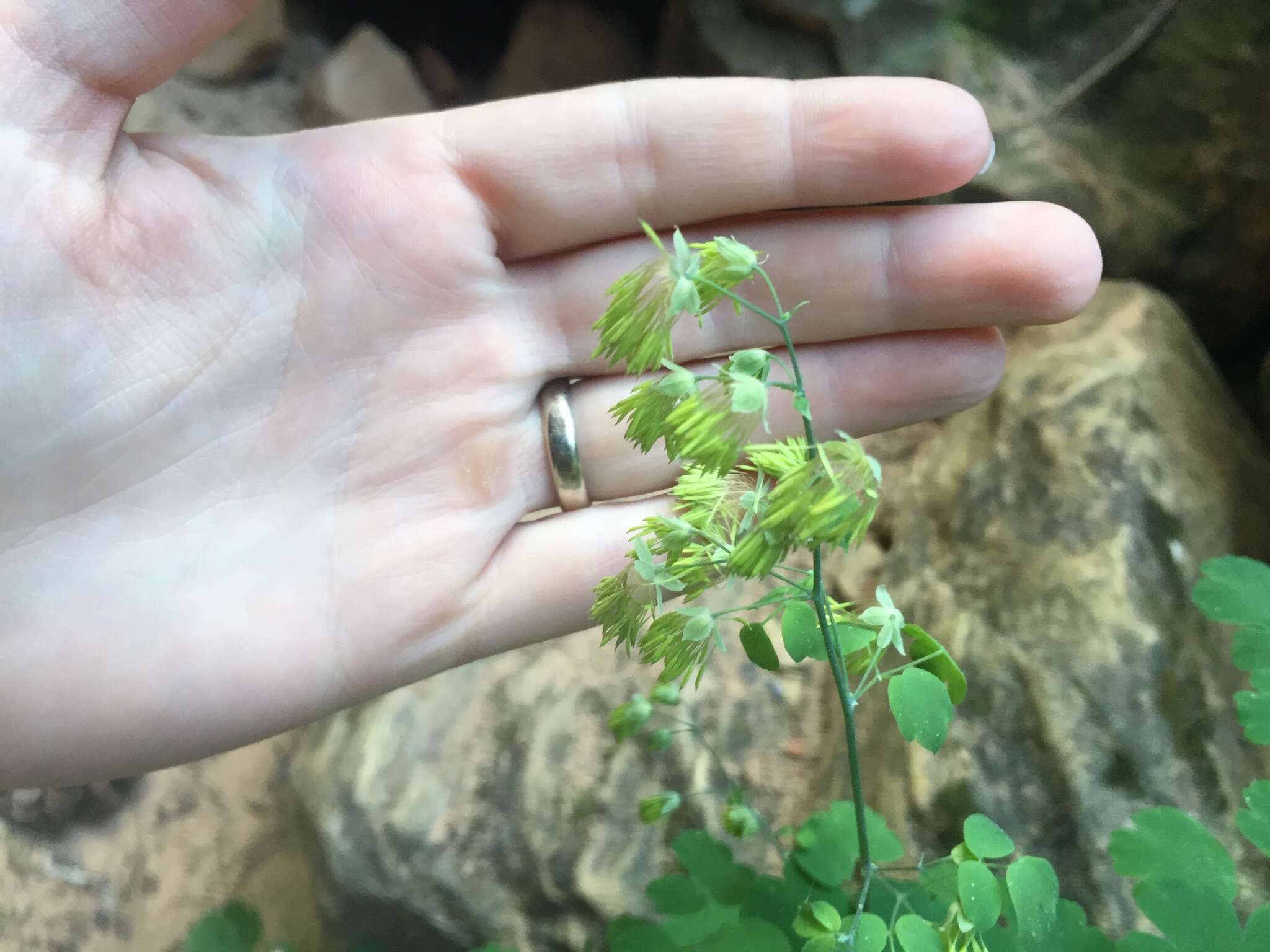 Image of Fendler's meadow-rue