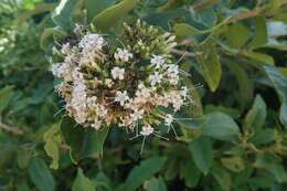 Imagem de Volkameria glabra (E. Mey.) Mabb. & Y. W. Yuan