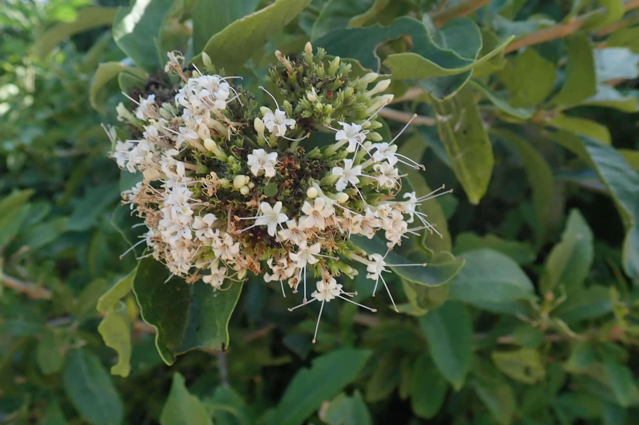 Imagem de Volkameria glabra (E. Mey.) Mabb. & Y. W. Yuan