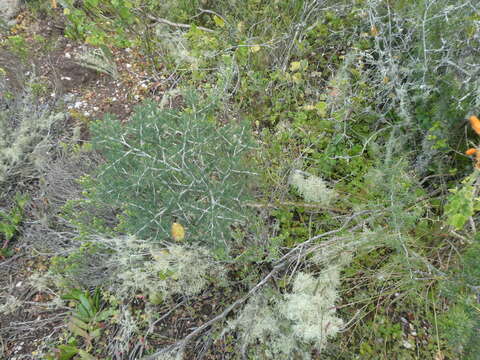 Image of Asparagus mariae (Oberm.) Fellingham & N. L. Mey.