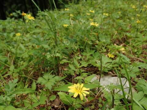 صورة Ixeris stolonifera A. Gray