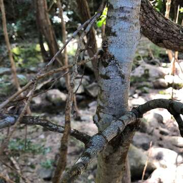 Image of brush teak