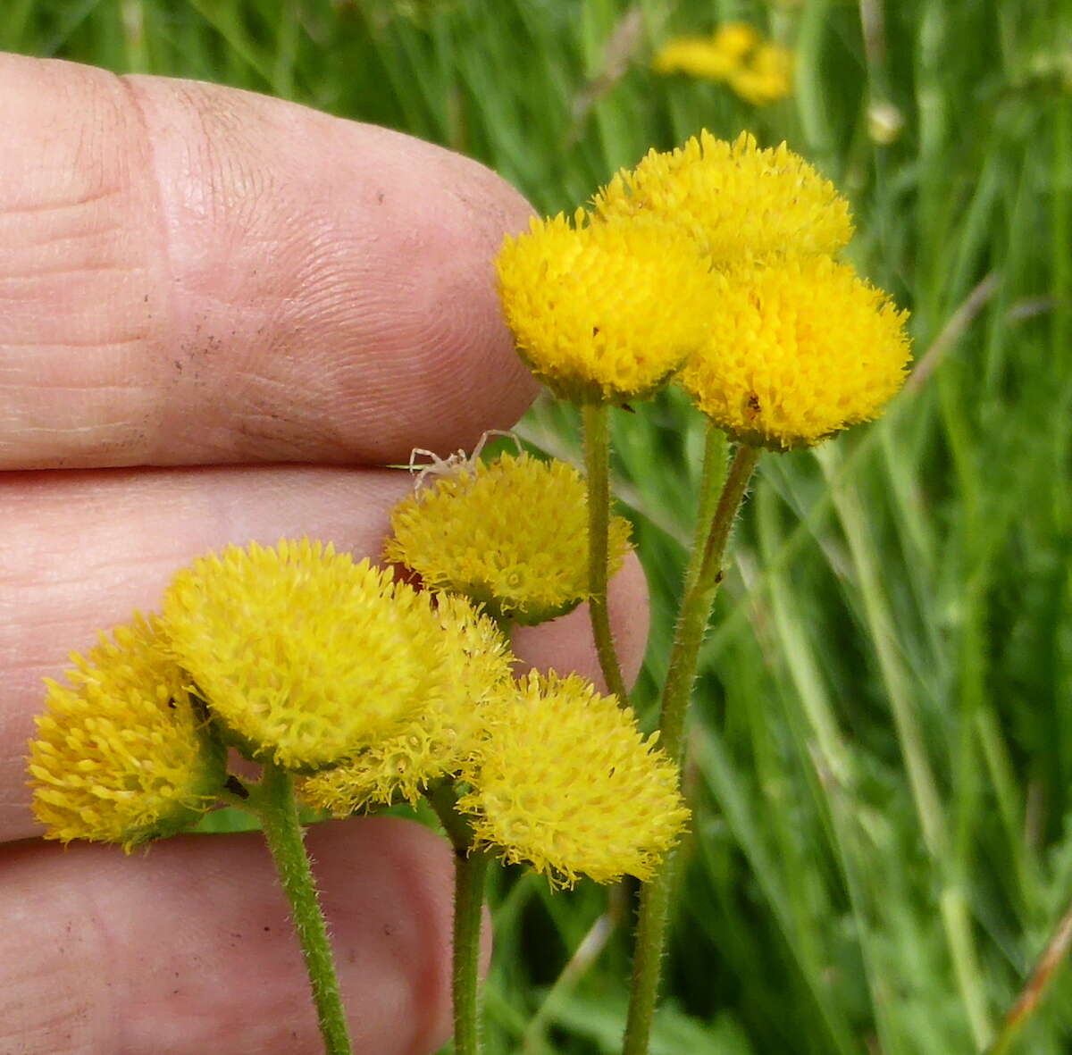 Plancia ëd Nidorella pinnata (L. fil.) J. C. Manning & Goldblatt