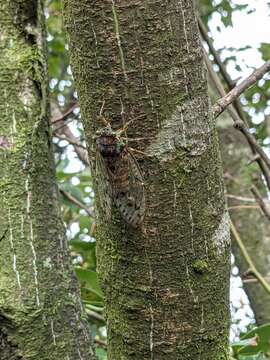 Image of Tanna sozanensis Kato 1926