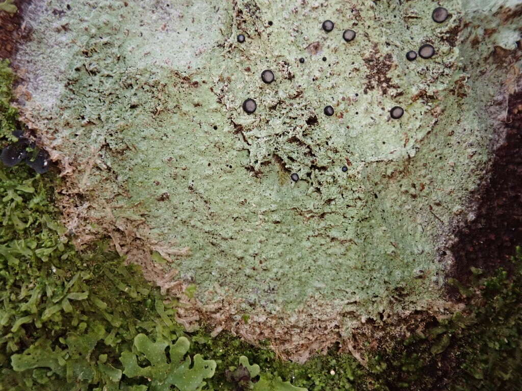 Sivun Megalospora gompholoma (Müll. Arg.) C. W. Dodge kuva