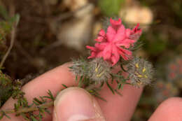 Image of Aspalathus rosea R. Dahlgren