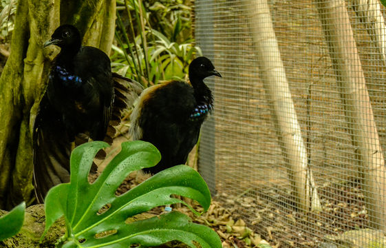 Image of Grey-winged Trumpeter