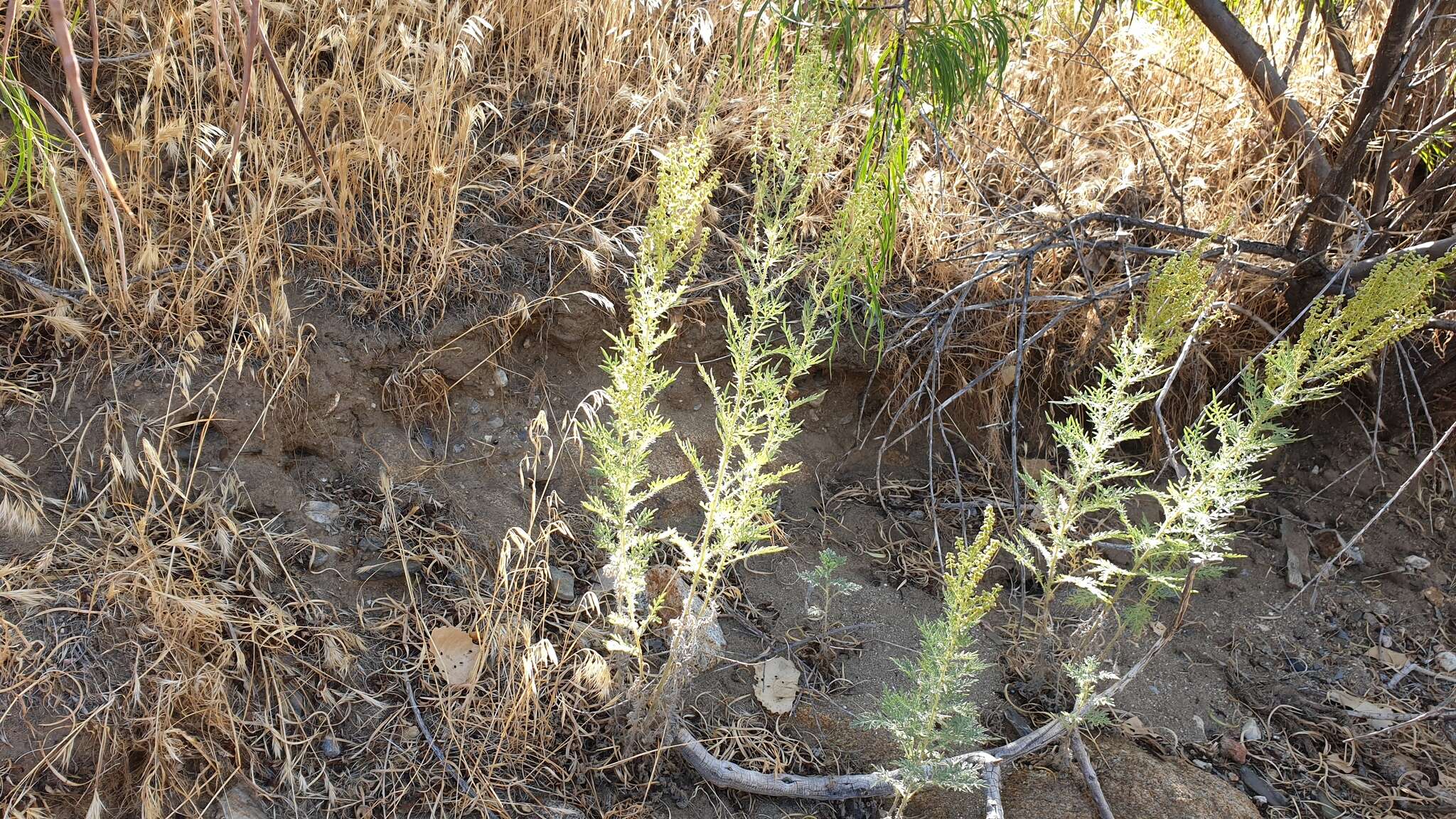 Image of weakleaf bur ragweed