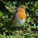 Image of Erithacus rubecula melophilus Hartert 1901