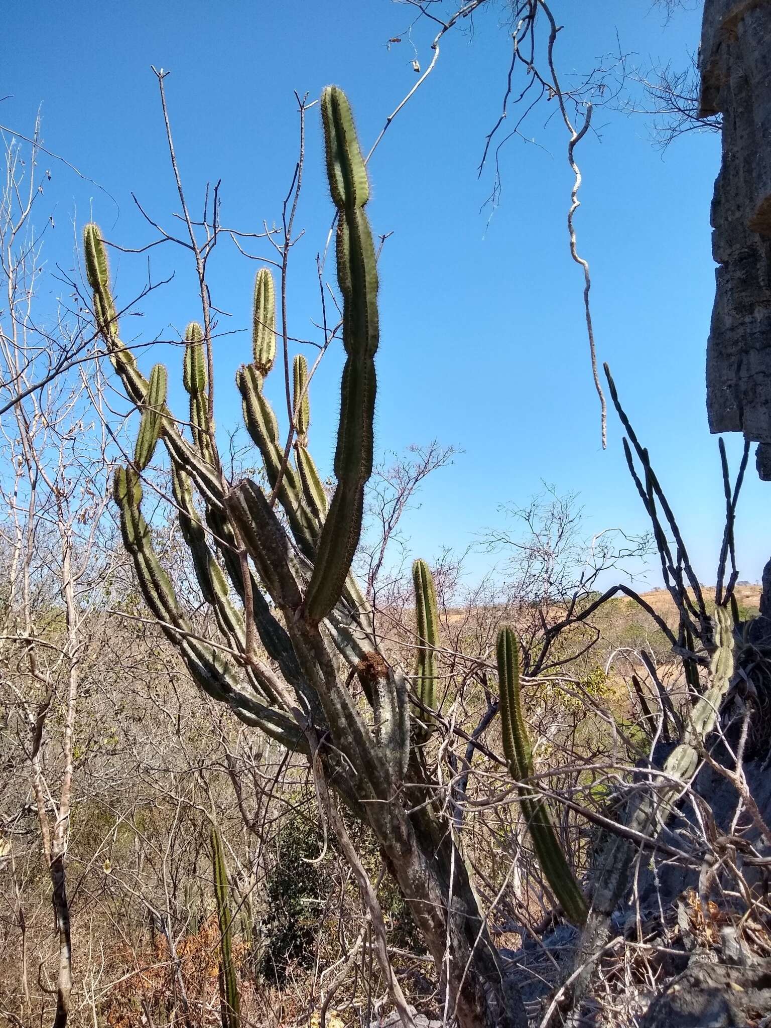 Image of Cereus jamacaru subsp. calcirupicola (F. Ritter) N. P. Taylor & Zappi