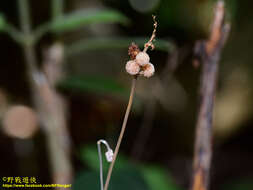 Image de Sciaphila alba Tsukaya & Suetsugu