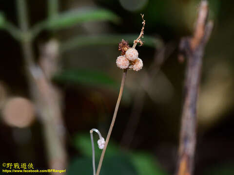 Image of Sciaphila alba Tsukaya & Suetsugu