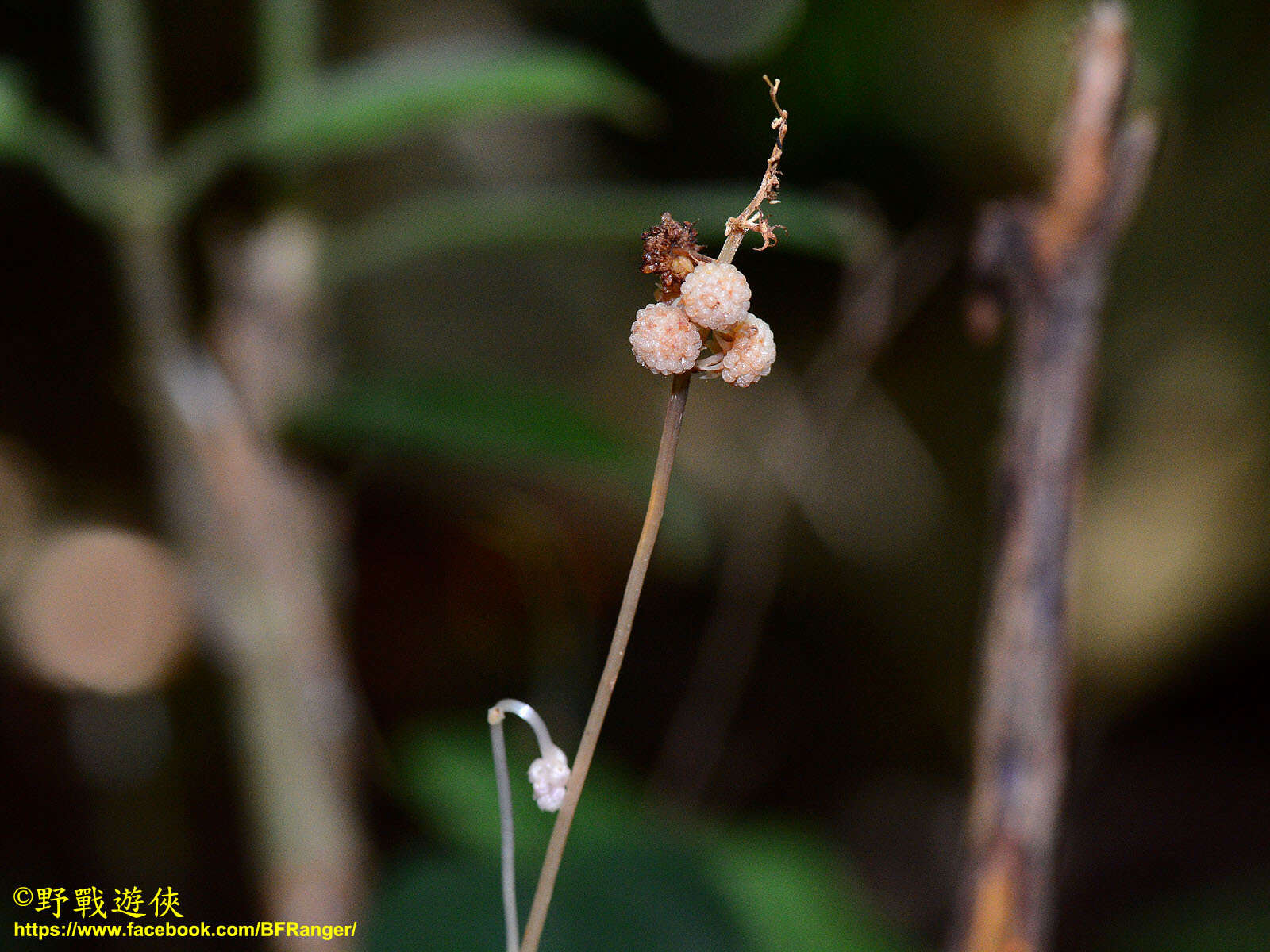 Sciaphila alba Tsukaya & Suetsugu resmi