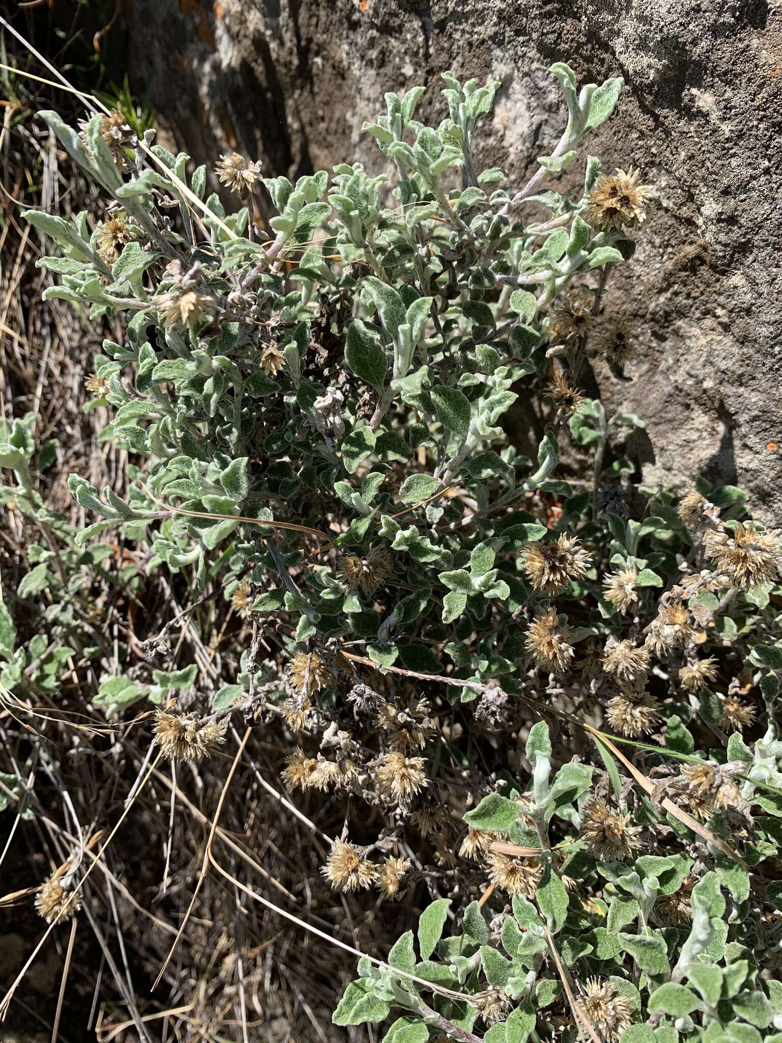 Image of Helichrysum lepidissimum S. Moore