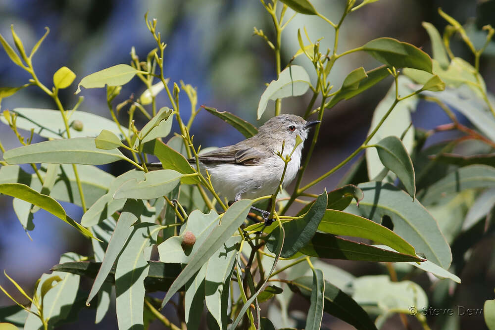 Слика од Gerygone fusca (Gould 1838)