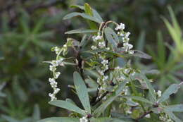 صورة <i>Leucopogon fasciculatus</i>