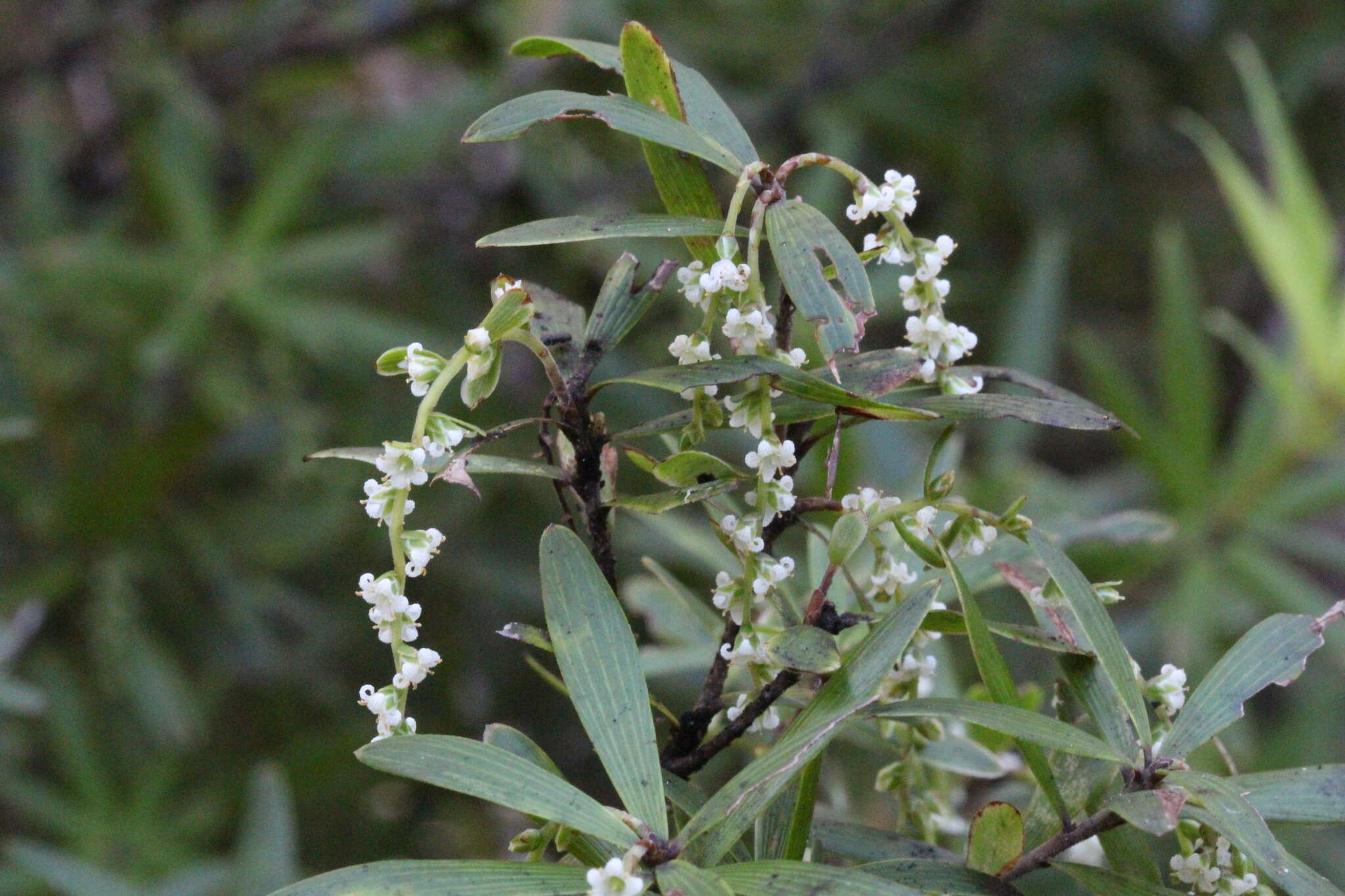 صورة <i>Leucopogon fasciculatus</i>