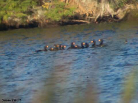 Image of American Scoter