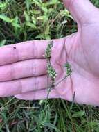 Imagem de Verbena montevidensis Spreng.