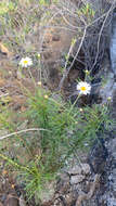 Image of Argyranthemum gracile Sch. Bip.