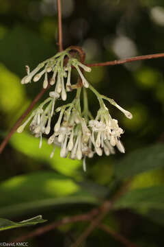 Image of Paracephaelis cinerea (A. Rich. ex DC.) De Block