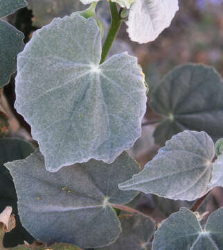 Imagem de Abutilon reventum S. Wats